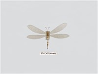 藏品(蟻蛉33)的圖片